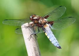 Broad bodied Chaser